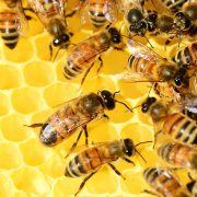 Lažni pčelari zbog subvencija prijavljuju nepostojeće košnice