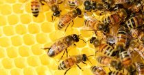 Lažni pčelari zbog subvencija prijavljuju nepostojeće košnice