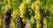 Porodica iz opštine Malo Crniće završava vinariju vrednu 300.000 evra