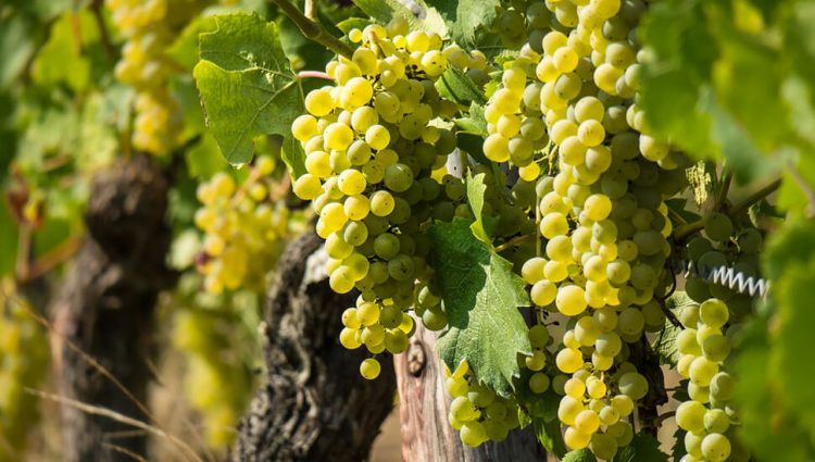 Vlada Srbije subvencijama podstiče razvoj vinogradarstva