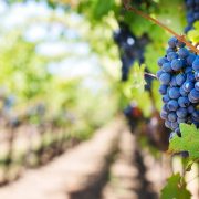 Berba grožđa u „Topličkim vinogradima“ pri kraju, ugovoren izvoz u Kinu