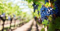 Berba grožđa u "Topličkim vinogradima" pri kraju, ugovoren izvoz u Kinu