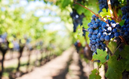 Ministarstvo poljoprivrede će nastaviti da ulaže u vinski sektor
