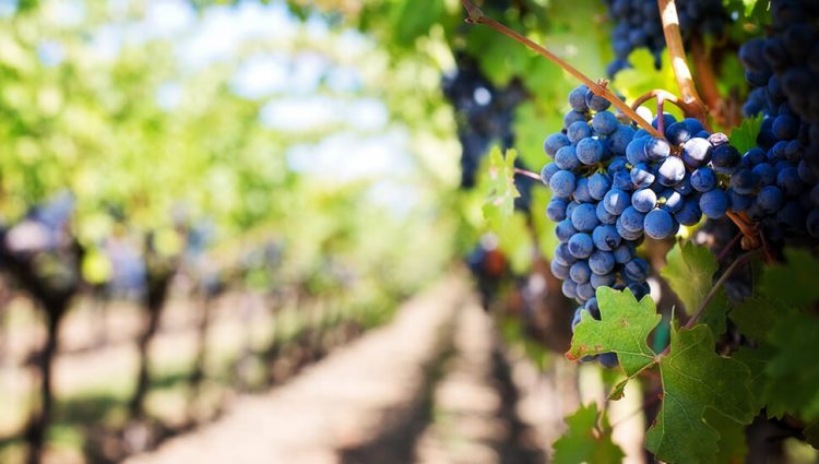 Crnogorske vinograde beru sezonski radnici iz Indije
