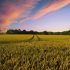 Nastavlja se rast cena pšenice i kukuruza, soja miruje