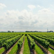 Forum o vinogradarstvu: Proizvodnja treba da bude održiva i ekološka