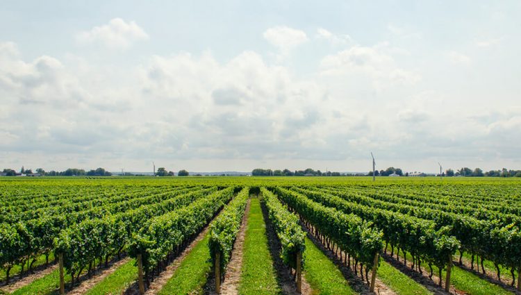 Najveći broj vinogradarskih poseda u EU ima Rumunija