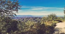 Cer pogled
