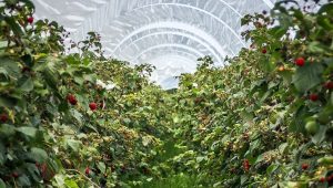 Kontrola malinjaka otkrila neslaganja, proizvođačima ostavljen rok od 15 dana da ažuriraju podatke