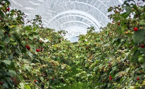 Kontrola malinjaka otkrila neslaganja, proizvođačima ostavljen rok od 15 dana da ažuriraju podatke