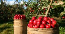 Očekuje se 50 do 70 tona jabuke po hektaru u Pomoravskom okrugu