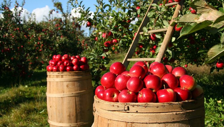 Smanjuje se plasman na tržište Rusije, domaći proizvođači jabuka uspešno nalaze nove kupce