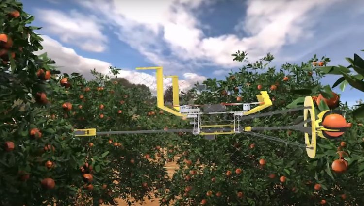 U nedostatku radne snage, dronovi beru voće