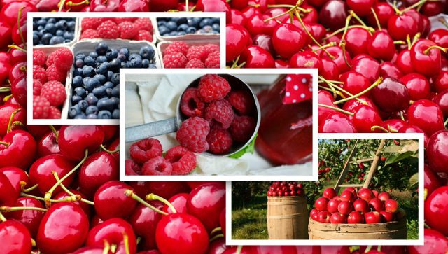 Sedam saveta za izvoz voća i povrća u nordijske zemlje