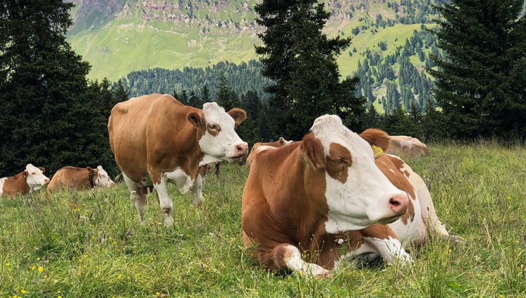 Nove rase krava podstiču proizvodnju u Banatu