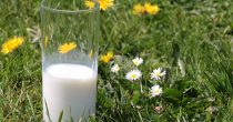 Proizvođači mleka najavljuju blokade puteva ako ih ne primi Vučić