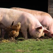 Afrička kuga preti da sasvim ugasi svinjarstvo u Srbiji