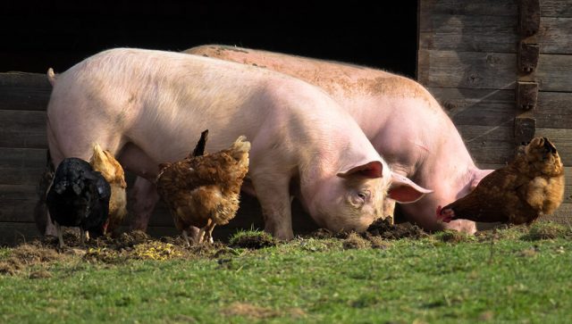 Zabranjeni transport i trgovina svinjama u Mrčajevcima zbog afričke kuge