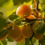 Slabiji rod voća zbog visokih temperatura