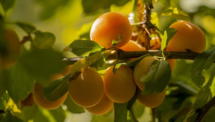 Slabiji rod voća zbog visokih temperatura