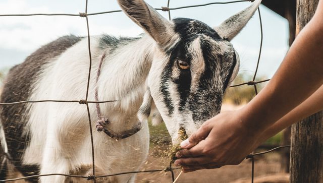 Proizvođači feta sira suočeni sa kugom ovaca i koza