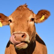 U Crnoj Gori krava plaćena bitkoinom