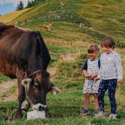 Usluga maženja krava postala popularna tokom pandemije
