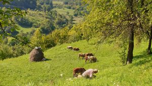 Krave na pašnjaku