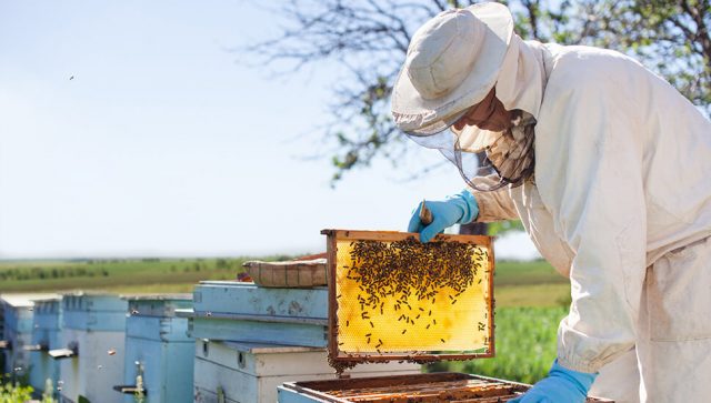 Dileri crnih pesticida uništavaju pčelare
