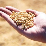 Soja beleži novi rast cene, za kukuruzom i pšenicom nema tražnje na Produktnoj berzi