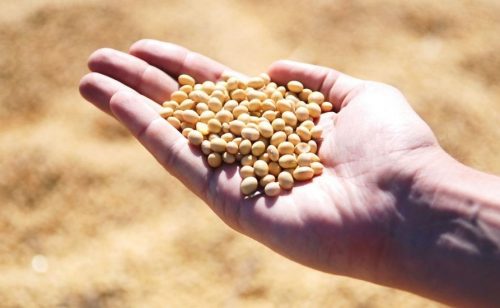 Predlog EU o klasifikaciji sojinog ulja ugrožava održivu evropsku proizvodnju proteina