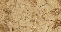 Suša više ugrožava soju nego kukuruz, suncokret "profitira" od vremenskih prilika