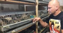 Najveća farma japanskih prepelica prva u Srbiji svoje proizvode prodaje za kriptovalute