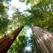 Nekontrolisano krčenje šuma dovodi do veće koncentracije ugljen-dioksida u atmosferi
