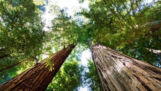 Nekontrolisano krčenje šuma dovodi do veće koncentracije ugljen-dioksida u atmosferi