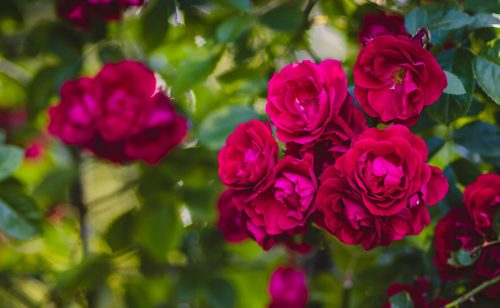 Vrednost spoljnotrgovinske razmene cveća i ukrasnog bilja prošle godine iznosila 49 miliona evra