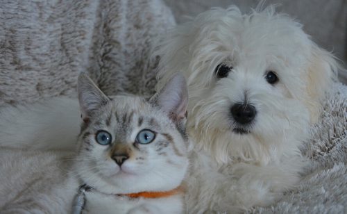 Dostojanstven oproštaj od vašeg ljubimca – zato što oni to zaslužuju