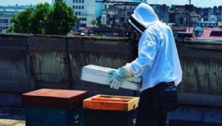 Košnice na krovovima zgrada poslednje utočište pčela