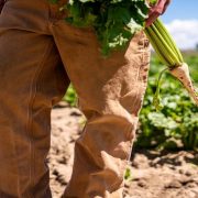 Poljoprivrednici Srbije: Subvencije za šećernu repu uvedene za velike biznismene