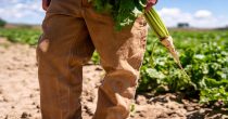 Poljoprivrednici Srbije: Subvencije za šećernu repu uvedene za velike biznismene