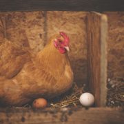 Na najvećoj crnogorskoj farmi uginulo 200.000 kokošaka zbog nestanka struje