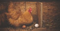 Na najvećoj crnogorskoj farmi uginulo 200.000 kokošaka zbog nestanka struje