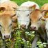Neophodna obnova stočnog fonda za izvoz govedine u Kinu