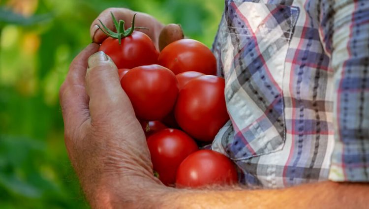 Počela isplata subvencija poljoprivrednim proizvođačima u Srbiji