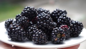 Neizvesna otkupna cena kupine – spekuliše se da neće biti više od jednog evra po kilogramu