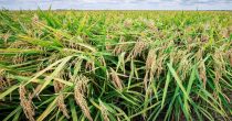 Veća opasnost preti nam od GMO pirinča nego od soje