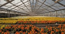 greenhouse plastenik staklenik proizvodnja povrće voće biljke cveće uzgoj poljoiprivreda zemlja cveće