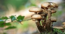 Gljive kao alternativa fosilnim materijalima