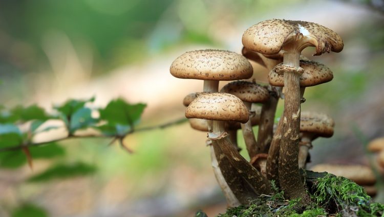 Gljive kao alternativa fosilnim materijalima