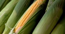 Pšenica beleži pad cene, kukuruz veću ponudu od tražnje